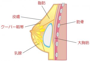 胸の断面図（脂肪・クーパー靱帯・乳腺・大胸筋）