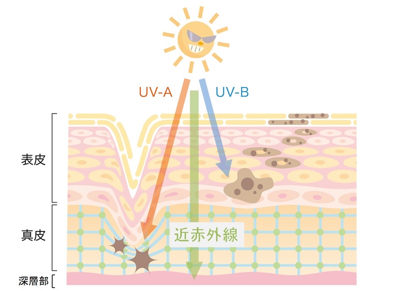 紫外線（UV-A / UV-B）と赤外線