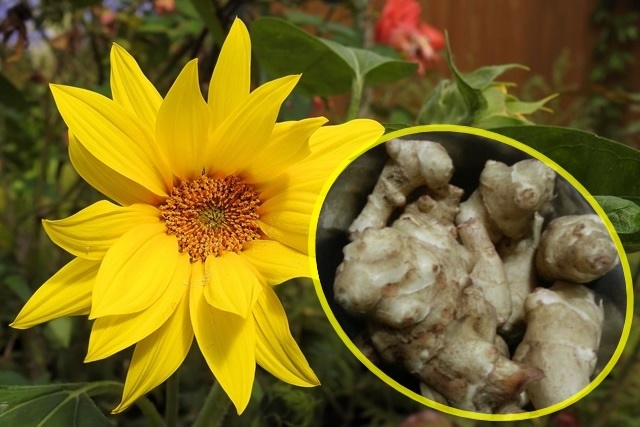 菊芋はキク科ヒマワリ属の植物で、夏の花・ひまわりの仲間です。