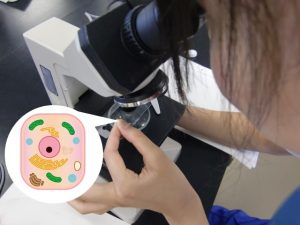 細胞と顕微鏡