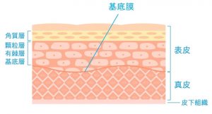 表皮と真皮の間で肌を支える基底膜